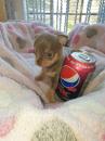 Puppies for sale United Kingdom, Cambridge Chihuahua