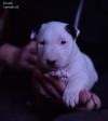 Puppies for sale Czech Republic, Prague Bull Terrier