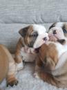Puppies for sale Cyprus, Ayia Napa English Bulldog