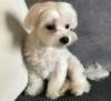 Puppies for sale USA, Ohio, 43612 Maltese