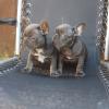 Puppies for sale Sweden, Kalmar French Bulldog