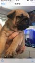 Puppies for sale Lithuania, Shakiai Pug