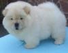 Puppies for sale Spain, Bilbao Chow Chow