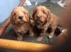 Puppies for sale Hungary, KecskemГ©t Cocker Spaniel