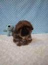 Puppies for sale Germany, Berlin Shih Tzu