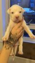 Puppies for sale Latvia, Kraslava American Bulldog