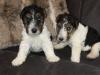 Puppies for sale Spain, San Sebastian Fokxterer