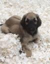 Puppies for sale Slovenia, Subbotitsa Afghan Hound