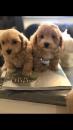 Puppies for sale Sweden, Helsingborg Other breed