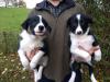 Puppies for sale Lithuania, Radviliskis Border Collie