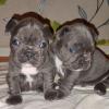 Puppies for sale Bulgaria, Stara Zagora French Bulldog