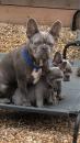 Puppies for sale Cyprus, Limassol French Bulldog