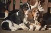 Puppies for sale Lithuania, Neringa Basset Hound