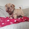 Puppies for sale Latvia, Cesis Shar Pei