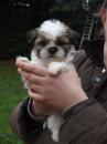 Puppies for sale Ireland, Dublin Lhasa Apso