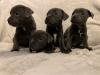 Puppies for sale Austria, Vienna Staffordshire Bull Terrier