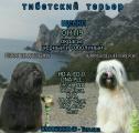 Продам щенка Россия, Тверь Тибетский терьер