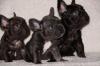 Puppies for sale Cyprus, Limassol French Bulldog