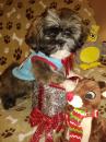Puppies for sale USA, Pennsylvania, Altoona Lhasa Apso