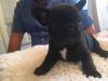 Puppies for sale Germany, Dresden French Bulldog