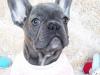 Puppies for sale Lithuania, Ionava French Bulldog