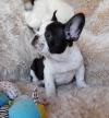 Puppies for sale Greece, Piraeus French Bulldog