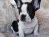 Puppies for sale Belgium, Brussels French Bulldog