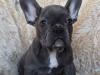 Puppies for sale Cyprus, Ayia Napa French Bulldog