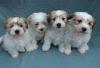Puppies for sale Spain, Madrid Other breed