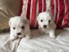 Puppies for sale Sweden, Leksand Maltese