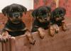 Puppies for sale Czech Republic, Plzen Rottweiler