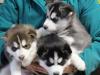 Puppies for sale Spain, Barcelona Other breed, siberien huski puppy