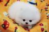 Puppies for sale Finland, Turks Pomeranian Spitz