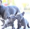 Puppies for sale Spain, Bilbao French Bulldog