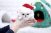 Puppies for sale Slovenia, VaraЕѕdin Pomeranian Spitz