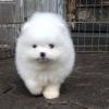 Puppies for sale Luxembourg, Luxembourg Pomeranian Spitz