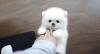 Puppies for sale Finland, Lapperanta Pomeranian Spitz