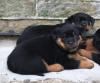Puppies for sale Spain, Lerida Rottweiler