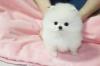 Puppies for sale Malta, Valletta Pomeranian Spitz