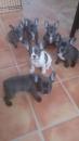 Puppies for sale USA, Michigan, Lansing French Bulldog