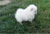 Puppies for sale Netherlands, Oldebroek Pomeranian Spitz