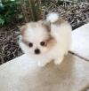 Puppies for sale Bulgaria, Rousse Pomeranian Spitz