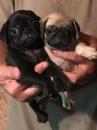 Puppies for sale Germany, Berlin Pug