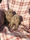 Puppies for sale Romania, Bucharest Weimaraner