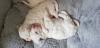 Puppies for sale France, Paris Bichon