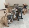 Puppies for sale Germany, Cologne French Bulldog