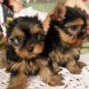 Puppies for sale Poland, Shetsin Yorkshire Terrier