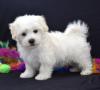 Puppies for sale Sweden, Goteborg Maltese