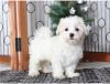 Puppies for sale USA, Florida Maltese