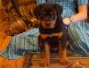 Puppies for sale USA, Kansas Rottweiler